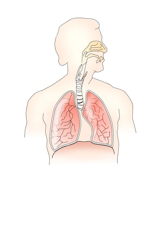 immagine sistema respiratorio
