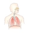 immagini sistema respiratorio