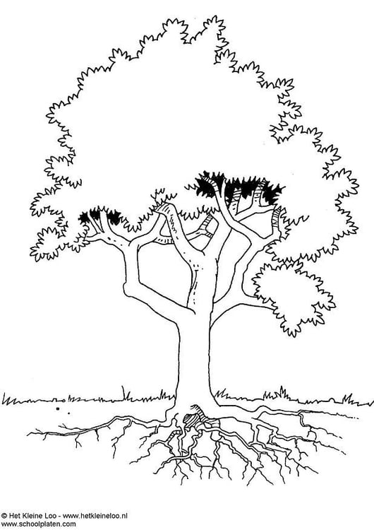 Disegno da colorare albero