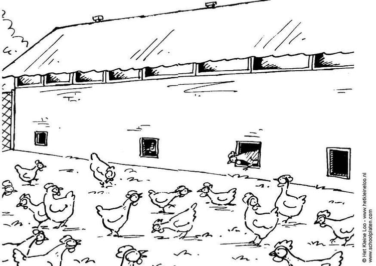 Disegno da colorare allevamento di galline