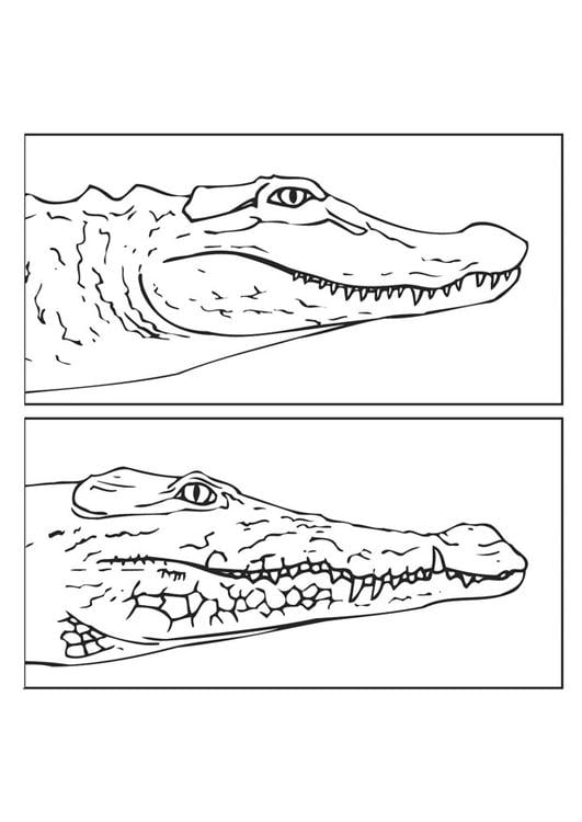 alligatore e coccodrillo
