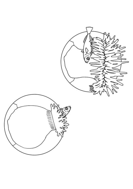 anemone mangia pesci