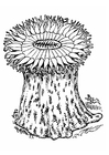 disegno-da-colorare anemone