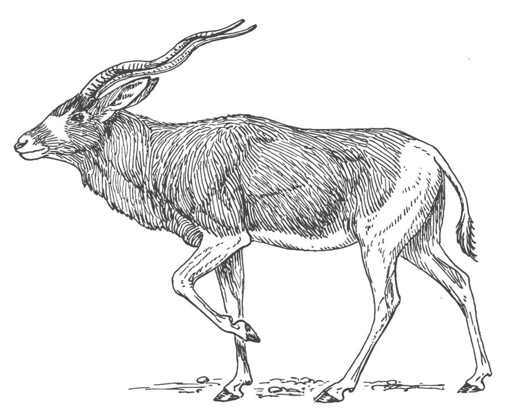 Disegno da colorare antilope
