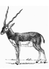 Disegni da colorare antilope