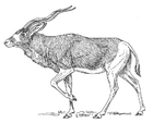 Disegno da colorare antilope