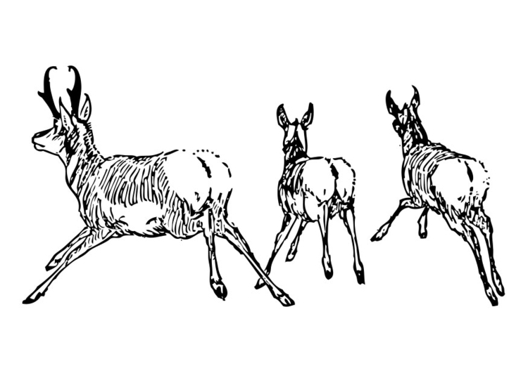 Disegno da colorare antilopi