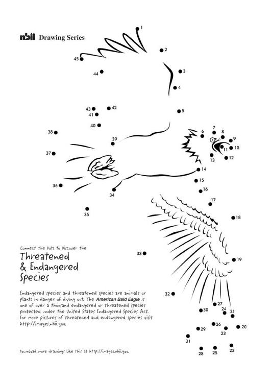 aquila di mare americana