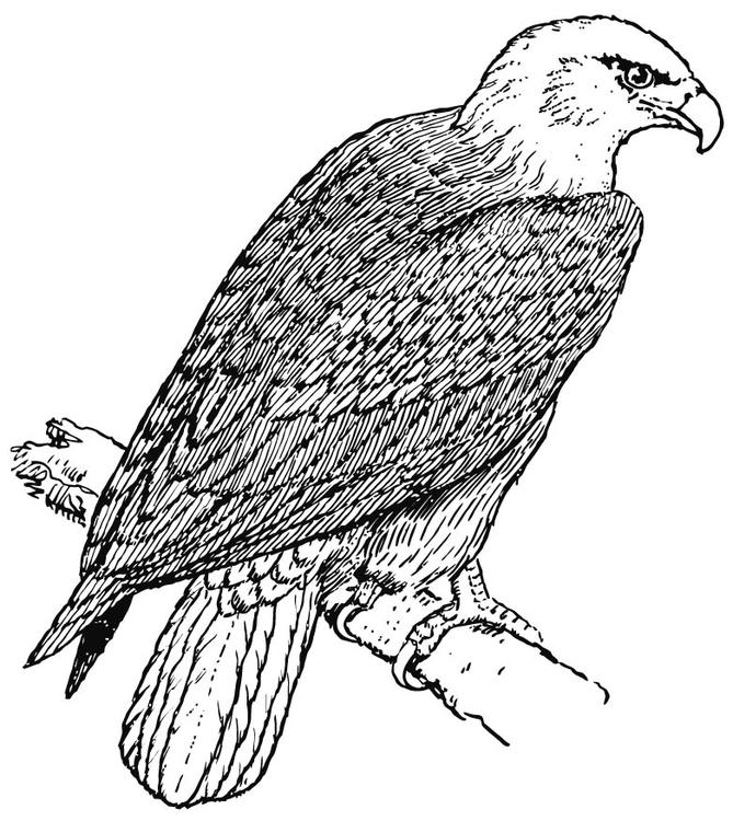 aquila