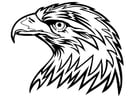 aquila