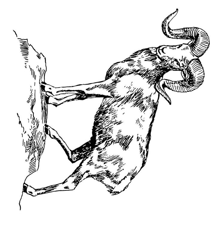 ArgalÃ¬ - capra della montagna