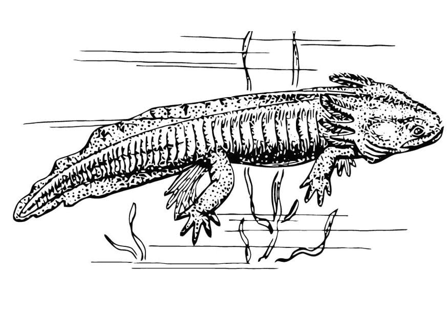 Disegno da colorare Axolotl