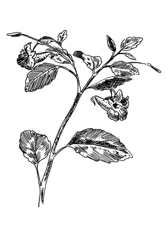 Disegno da colorare balsamina