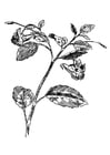 Disegni da colorare balsamina