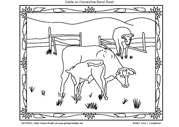 Disegno da colorare bestiame americano