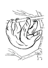 Disegno da colorare bradipo