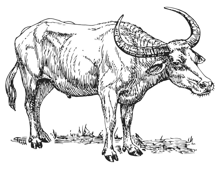 Disegno da colorare bufala