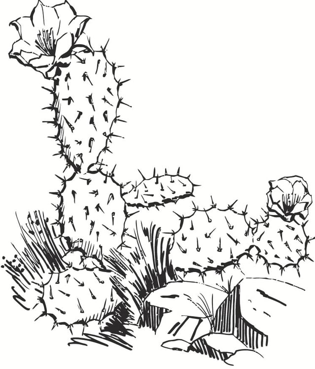 Disegno da colorare cactus