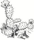 Disegni da colorare cactus
