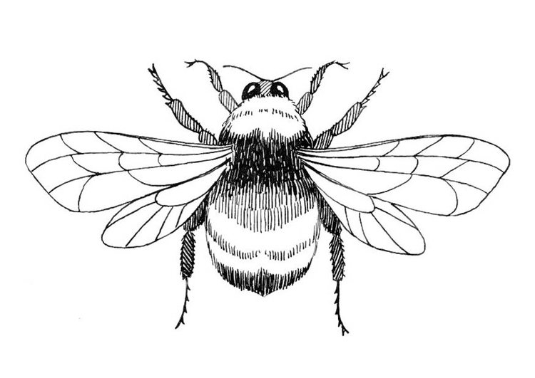 Disegno da colorare calabrone