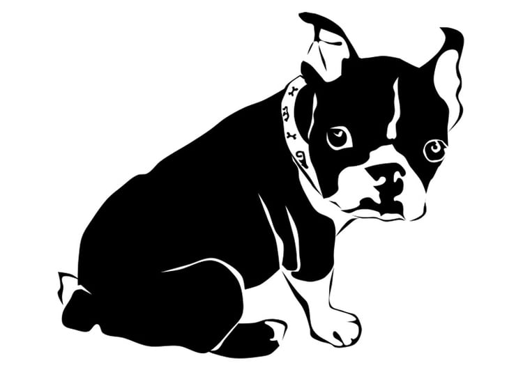 Disegno da colorare cane - bulldog francese