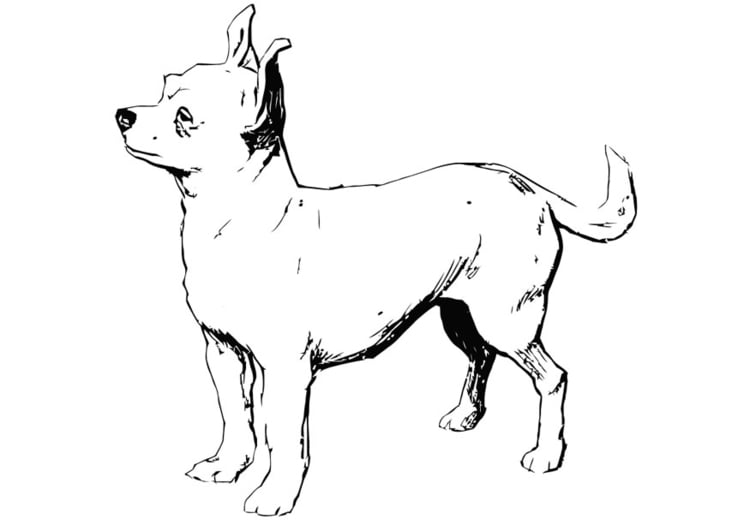 Disegno Da Colorare Cane Chihuahua Disegni Da Colorare E Stampare Gratis Imm