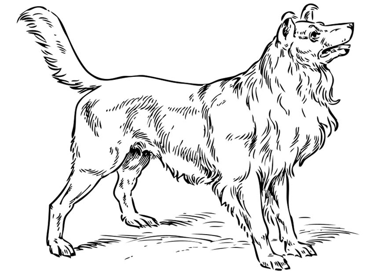 Disegno da colorare cane - collie