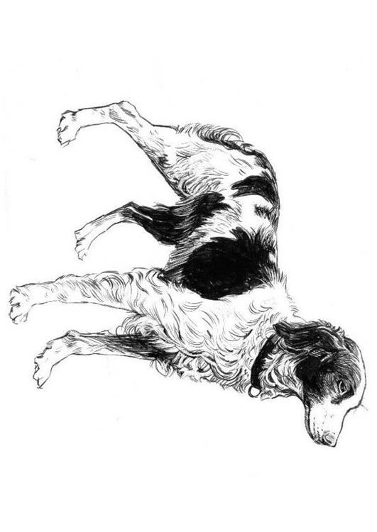 cane -  spaniel
