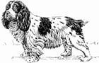 cane - Spaniel