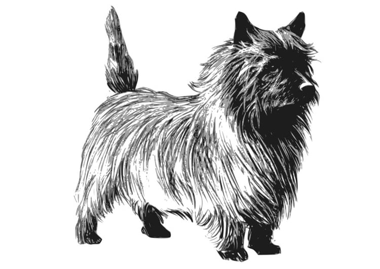 Disegno da colorare cane - Terrier