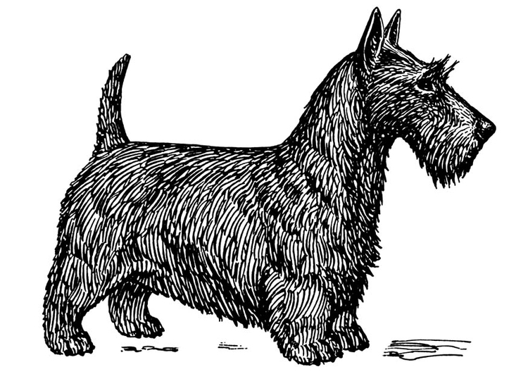Disegno da colorare cane - terrier scozzese