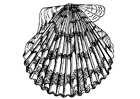 capasanta