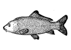 disegno-da-colorare carpa