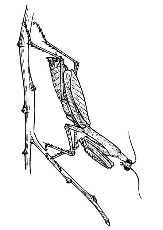 cavaletta - mantide