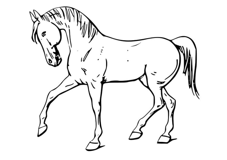 Disegno da colorare cavallo