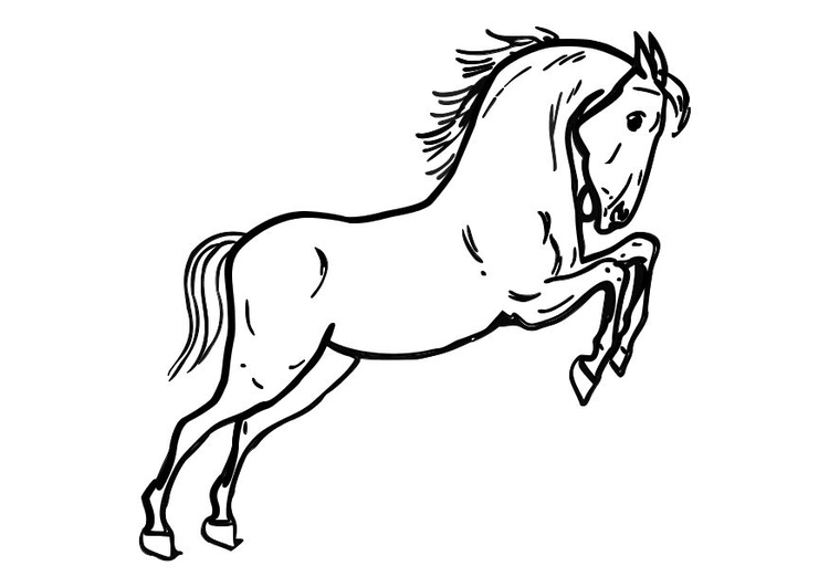 Disegno da colorare cavallo 