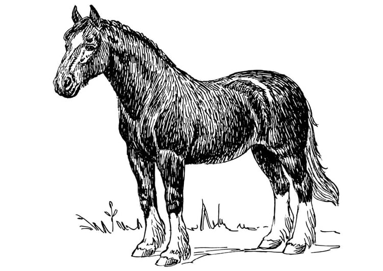 Disegno da colorare cavallo