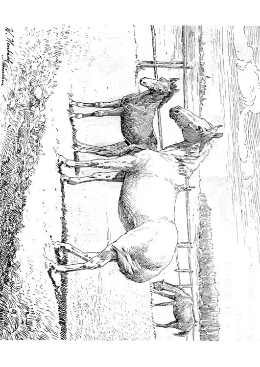 cavallo e puledro