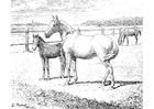 Disegni da colorare cavallo e puledro