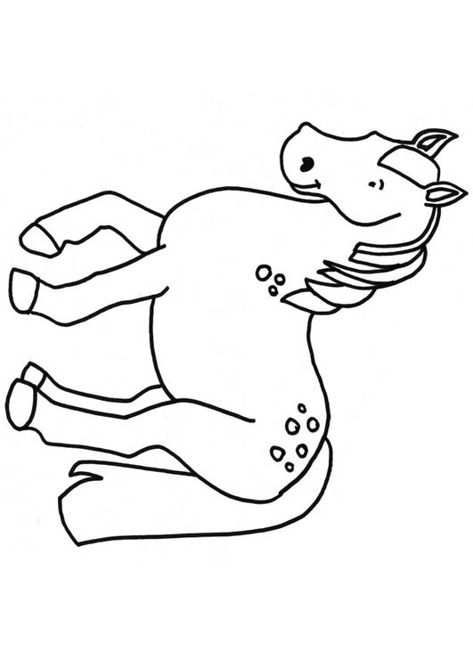 cavallo