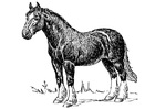 Disegno da colorare cavallo