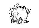 cavolfiore