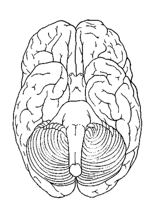 Disegno da colorare cervello, da sotto