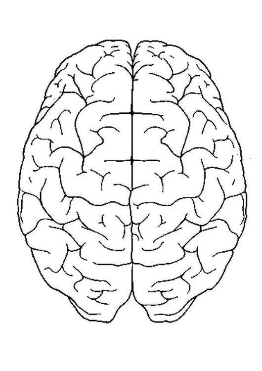 Disegno da colorare cervello, vista da sopra