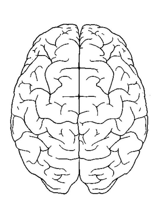 cervello, vista da sopra