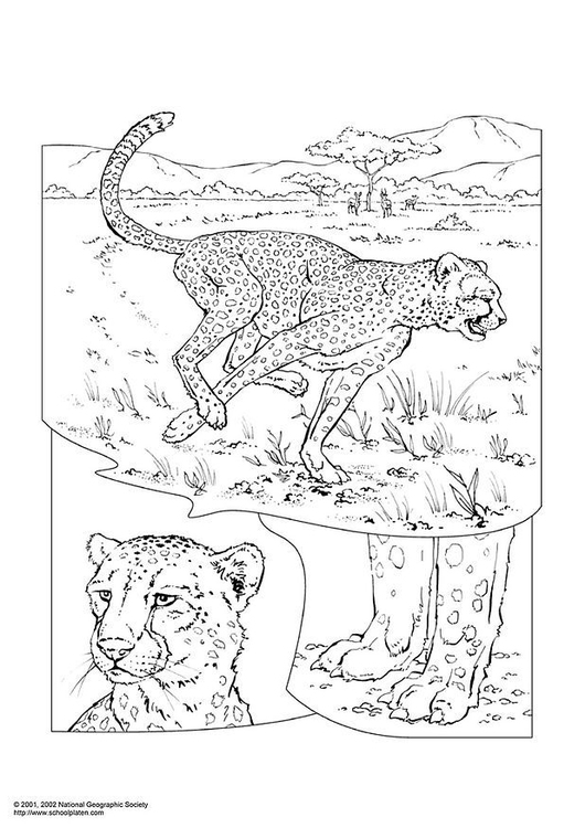 Disegno da colorare cheetah