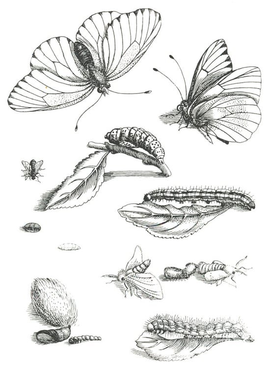 Disegno da colorare ciclo di vita della farfalla