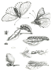 ciclo di vita della farfalla