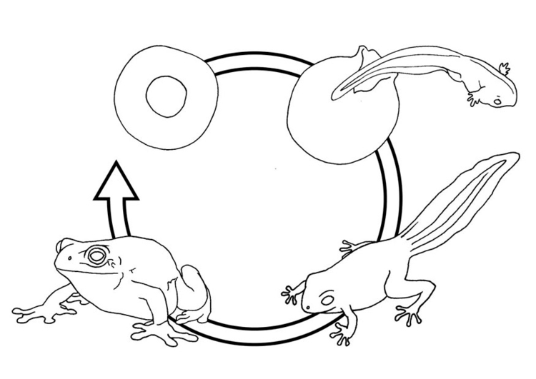Disegno da colorare ciclo di vita della rana