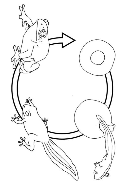 ciclo di vita della rana